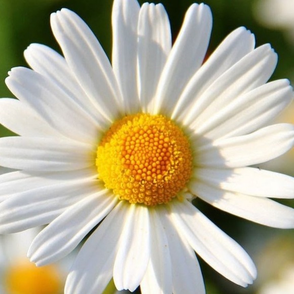 Meet your Posher, Bri - Picture 1 of 1